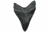 Fossil Megalodon Tooth - South Carolina #310044-1